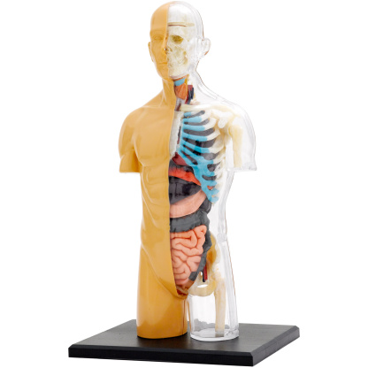 Human Body Anatomy kit model