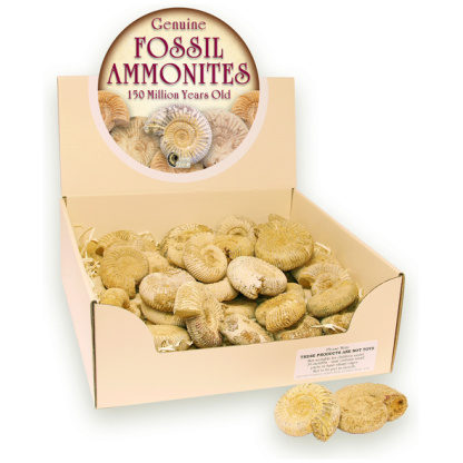 Fossil Ammonite display box