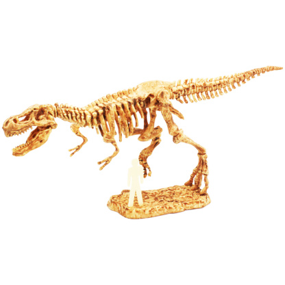 T-rex skeleton assembled