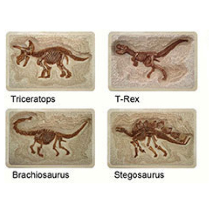 discover Dinosaur kit fossils skeletons
