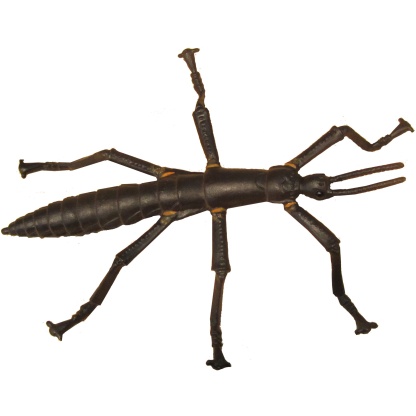 Lord Howe Island Stick insect figurine