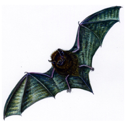 ong-tailed bat