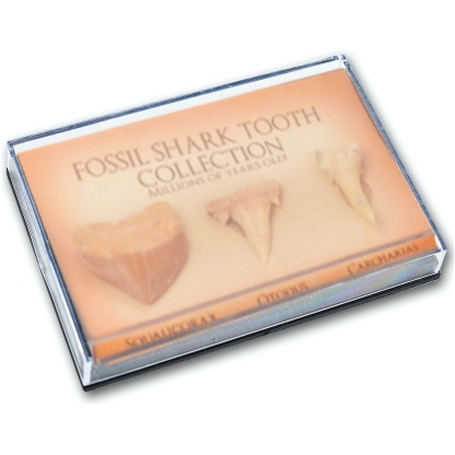 Fossil shark tooth collection box