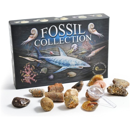 Fossil Collection box with fossils