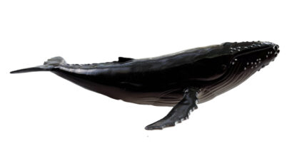 Humpback Whale Soft Replica