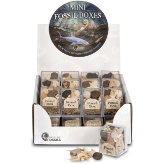 Mini Fossil Box pack