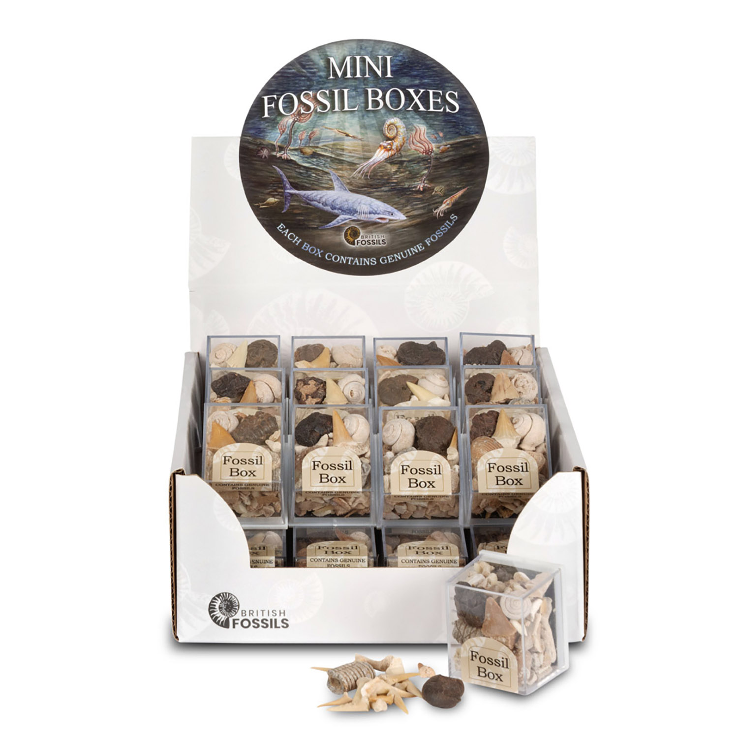 Mini Fossil Box pack