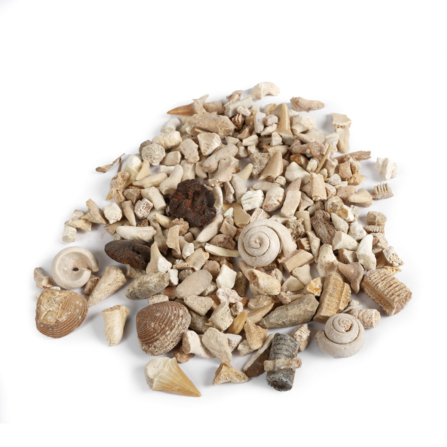 Mini Fossil Box pack. 36 boxes per display. - Image 4