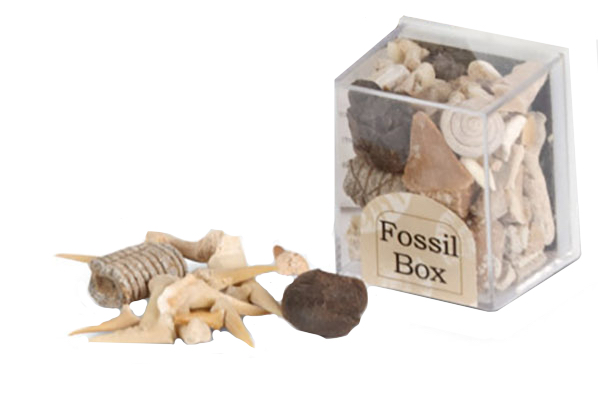 Mini Fossil Box pack. 36 boxes per display. - Image 2