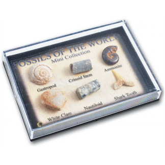 Mini Fossil Box