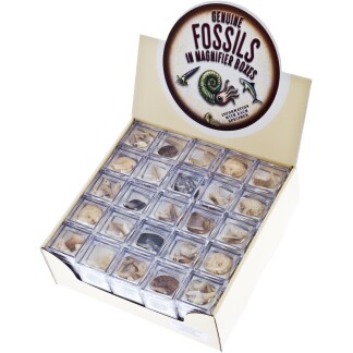 Magnifier fossil boxes display