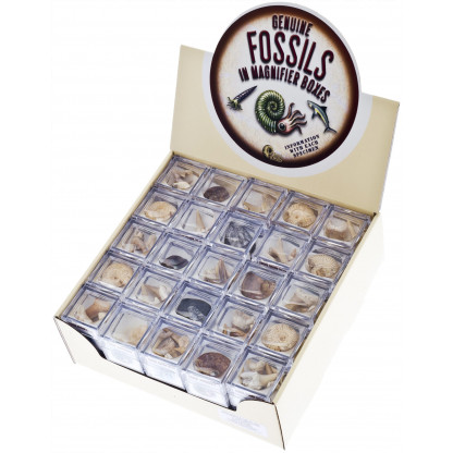Magnifier fossil boxes display