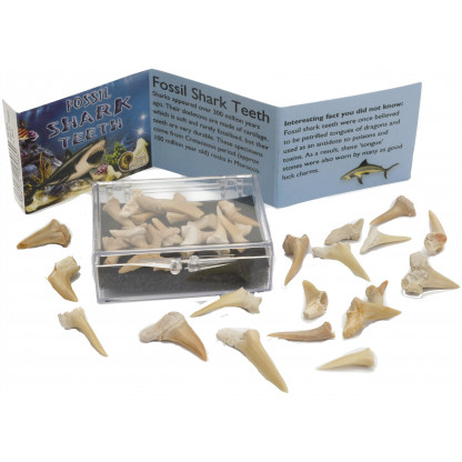 Fossil sharks teeth box
