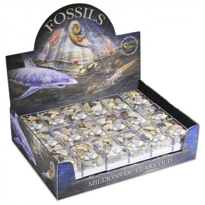 Fossils display Box