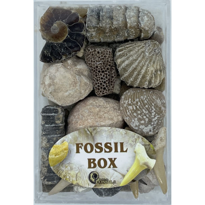 Fossil Box
