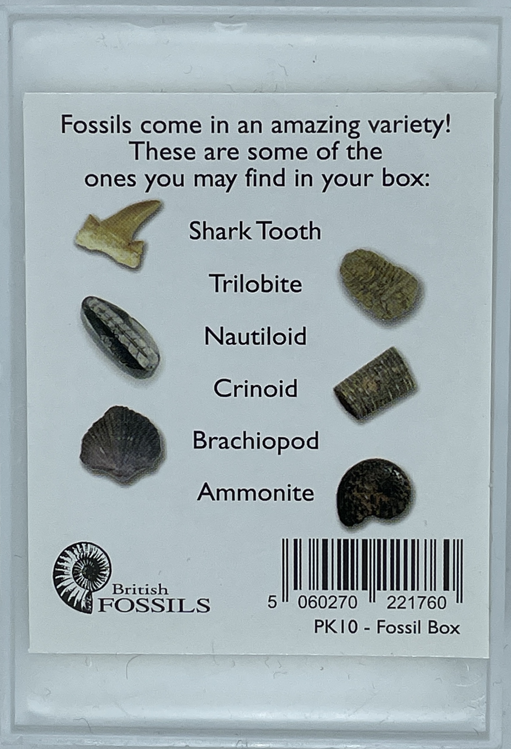 Back of the Fossil Box