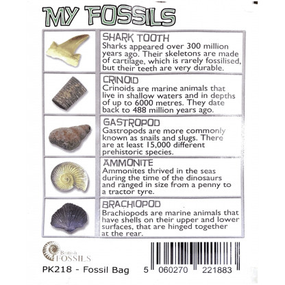 3017 2 Each bag comes complete with a magnifying glass to closely inspect the fossil specimens. Included is an identification chart.