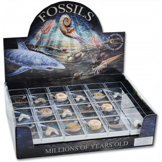 Gift boxed Fossils box
