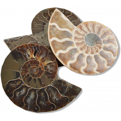 Polished ammonite
