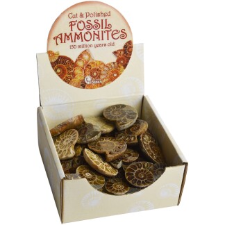 Cut and polished ammonites box