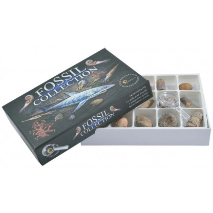 3153 1 Fossil Collection Box is a well priced pack containing 15 fossils, magnifier and identification chart. Great value!
