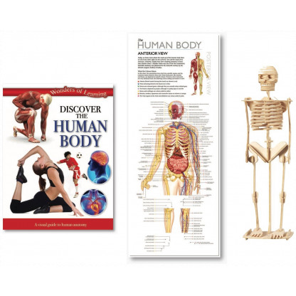 5703 2 Tin set includes illustrated book, wall chart and model skeleton kit.