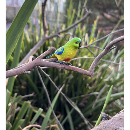 Orange Bellied Parrot replica. Pack of 10 - Image 2