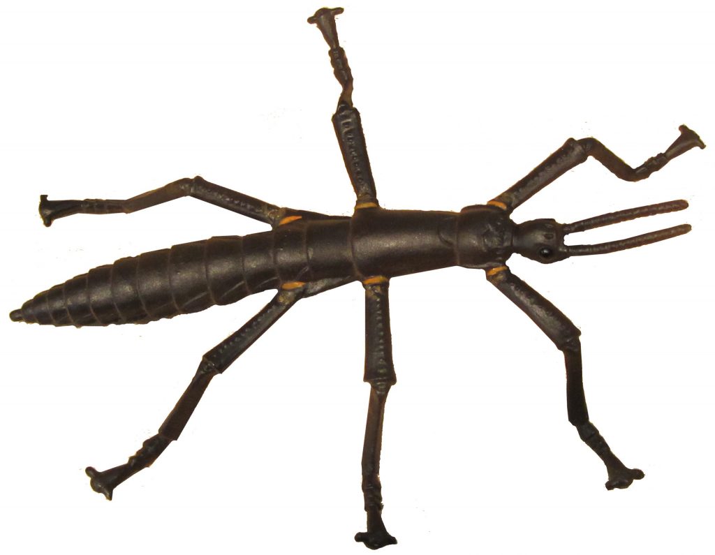 stick-insects-can-make-good-pets-for-kids-1280-853-stick-insect