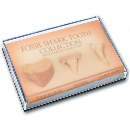 Fossil shark tooth collection box