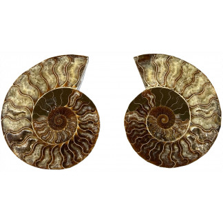 Ammonite Pair Specimen piece