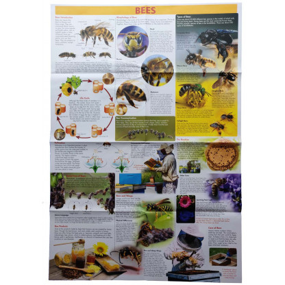 5710 2 Discover Bees tin set includes a wall chart, booklet and components to make an insect/bee hotel.