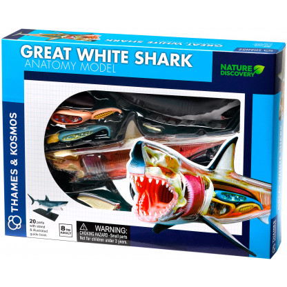 Great White Shark anatomy model box