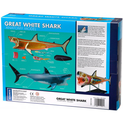 261110 1 Great White Shark anatomy model  includes 20 parts to assemble. One side shows the image of the shark. The other side shows its internal organs.