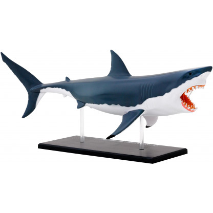 261110 3 Great White Shark anatomy model  includes 20 parts to assemble. One side shows the image of the shark. The other side shows its internal organs.