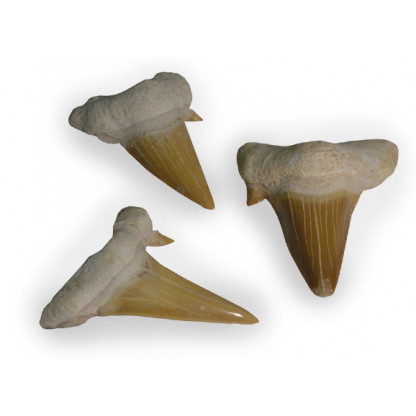 fossil sharks teeth