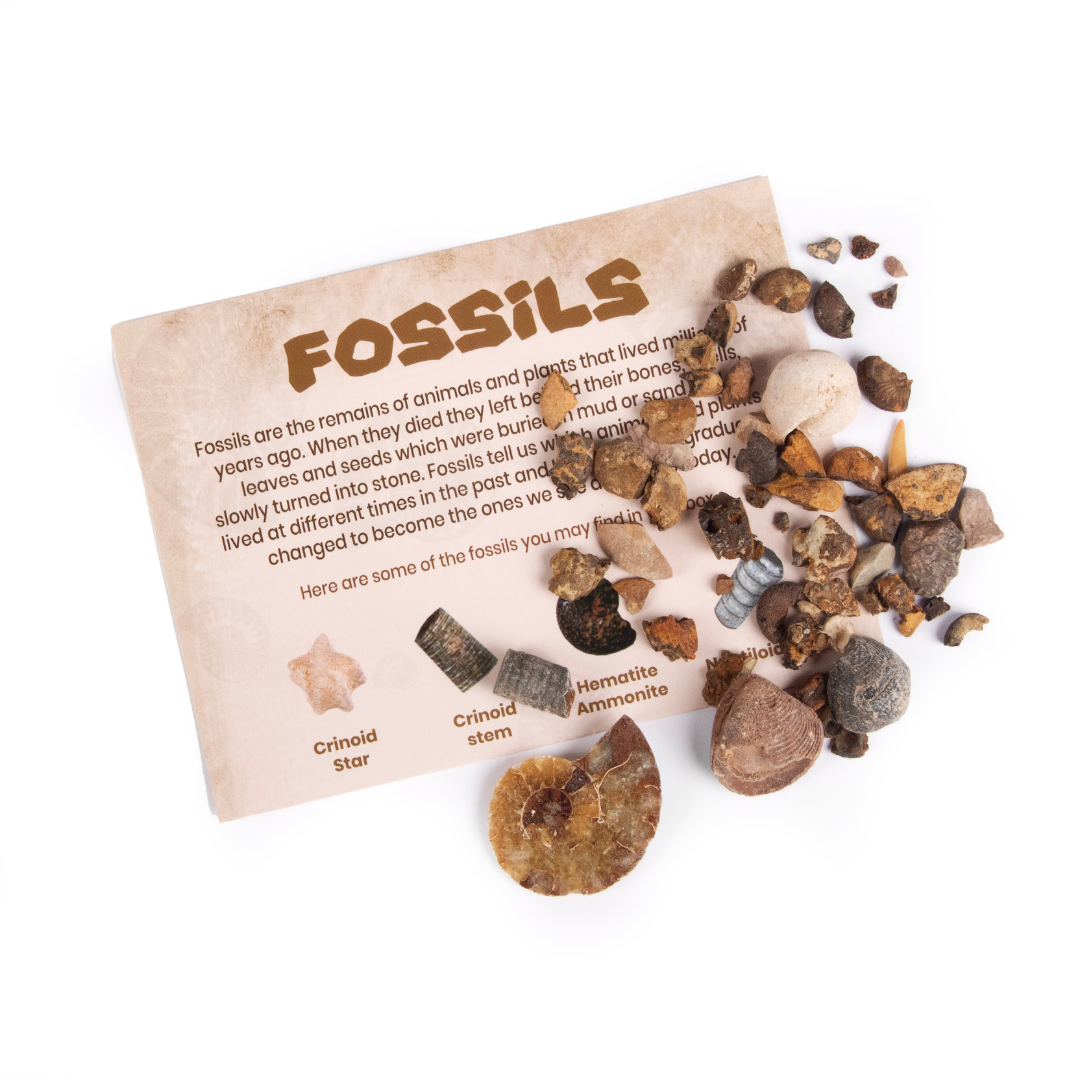 Fossil and Mineral Discovery Box 3 3250 Fossil and Mineral Discovery Box - Image 3