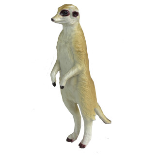 Meerkat