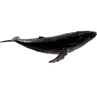 Humpback Whale Soft PVC