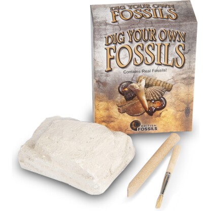 Dig Your Own Fossils (Display of 18) - Image 2