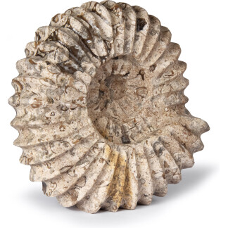 3185: Carved Fossilstone in Ammonite shape 12.5cm