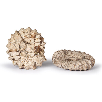 3185: Carved Fossilstone in Ammonite shape 12.5cm - Image 2