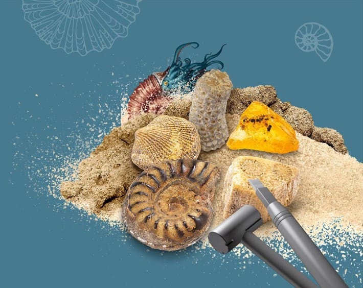 Dig Out Fossils (pack of 5) 3 617226 Dig Out Fossils (pack of 5) - Image 3